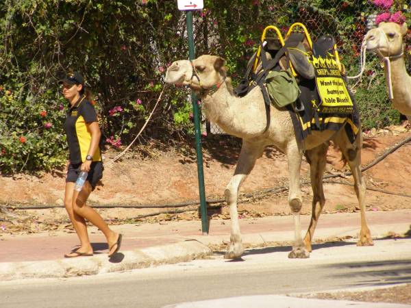 <a href= 2009_09_24/ >Cable Beach</a> camels  | 