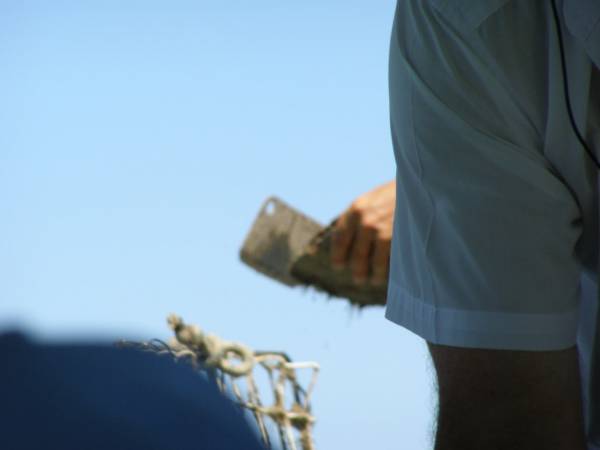 cleaning off barnacles, works, algae at Willie's creek pearl Pearl Farm  | 