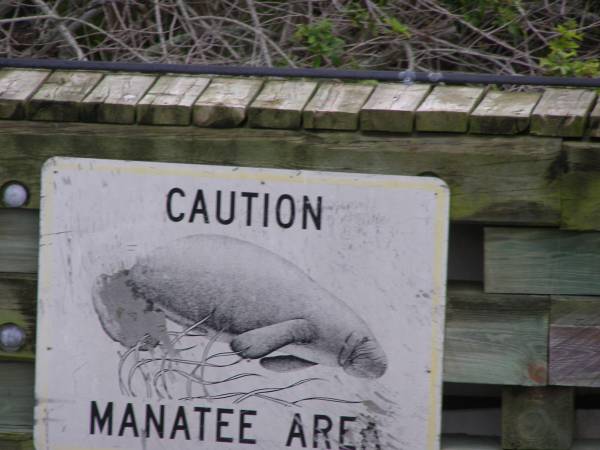 Manatees,  | en route to space shuttle launch,  | Cape Canaveral, Florida  | 