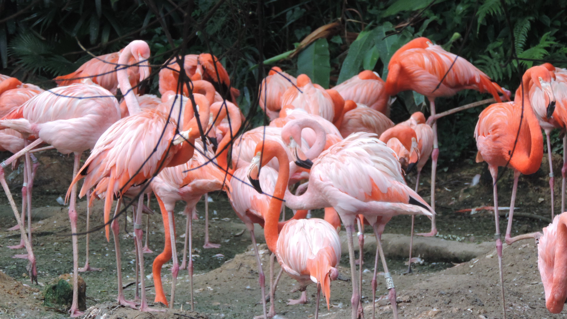 Jurong Bird Park