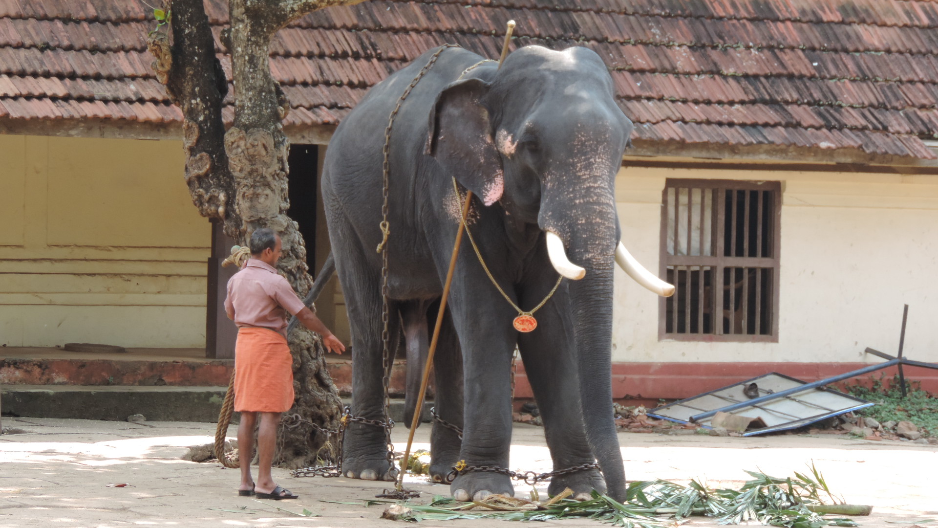 temple elephant