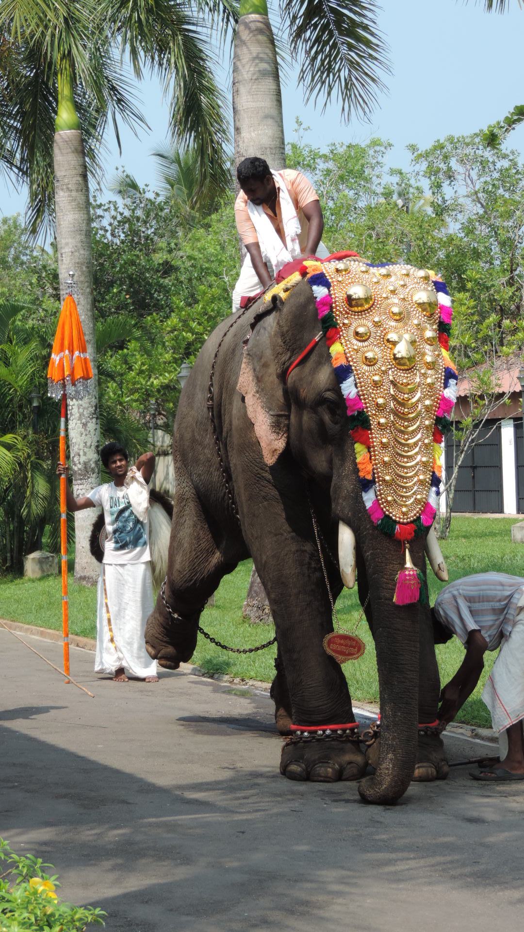 wedding elephant lifting leg to allow rider to slide off back