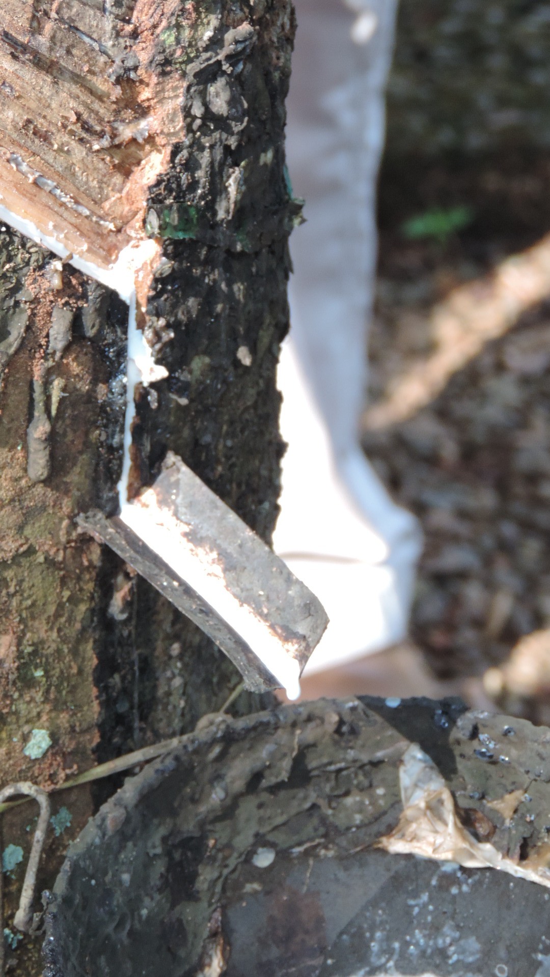 sap flowing after cut to rubber tree