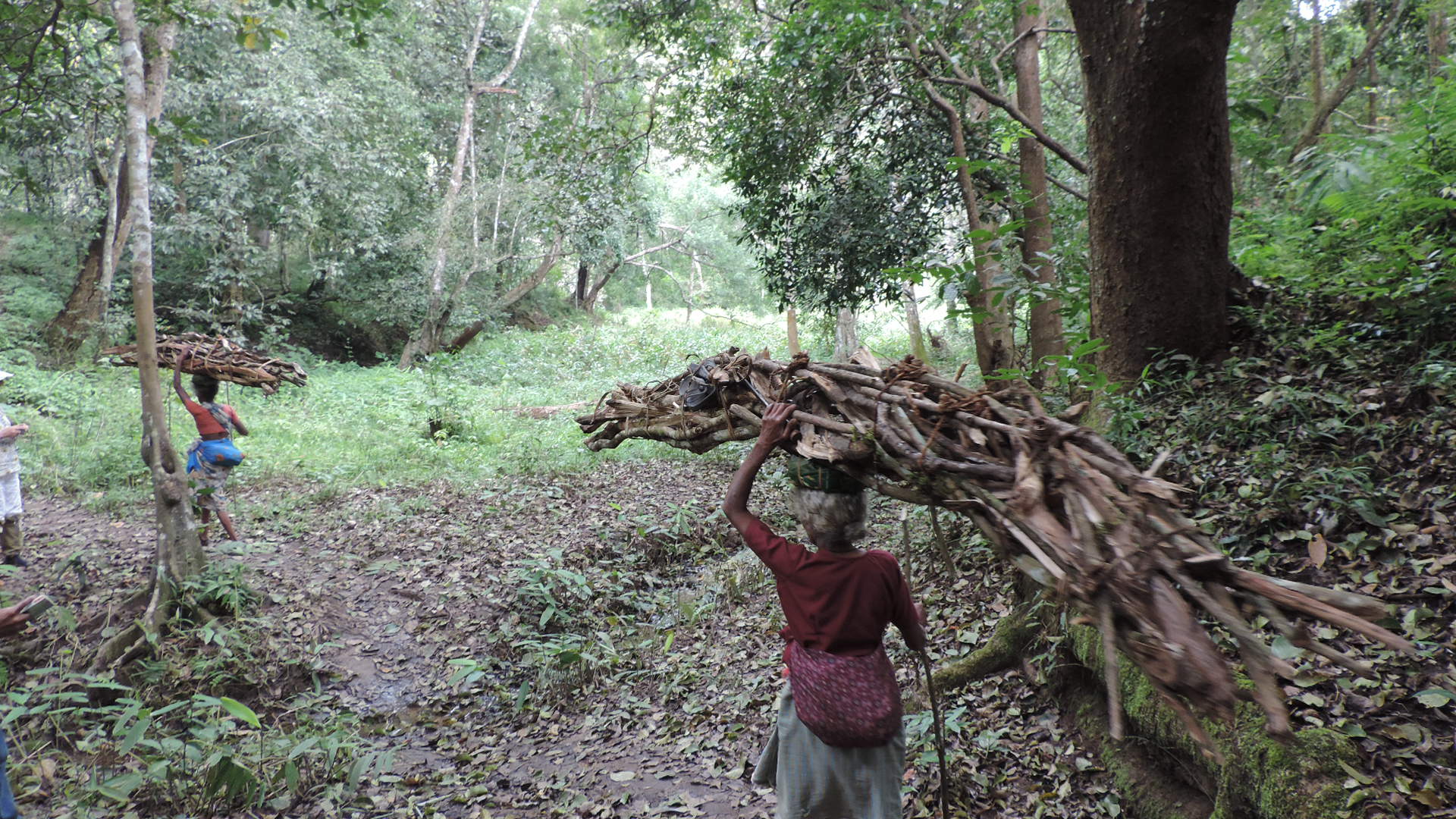 Tibal women collecting wood in Periyar tiger reserve