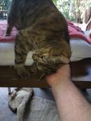 20141018-Sunny_wants_a_pat.jpg