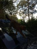 20141102-Sunny-on-Vectra.jpg