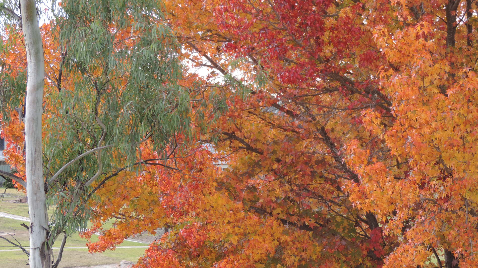 colours in Stanthorpe