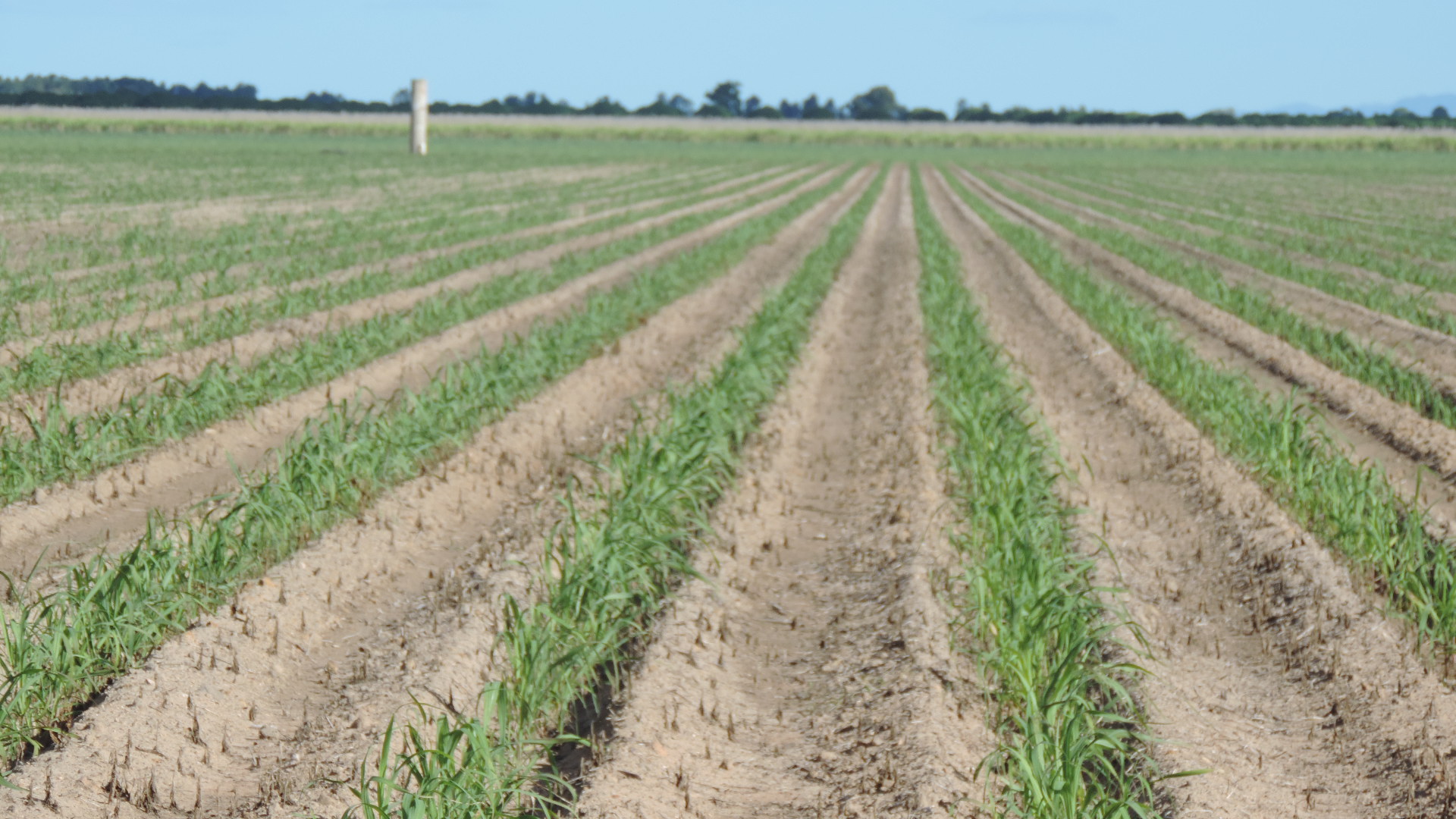 newly planted sugar cane field