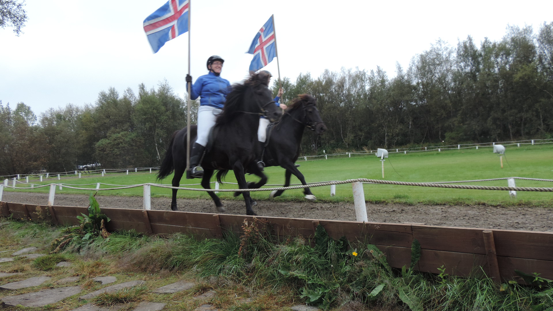 Icelandic horses