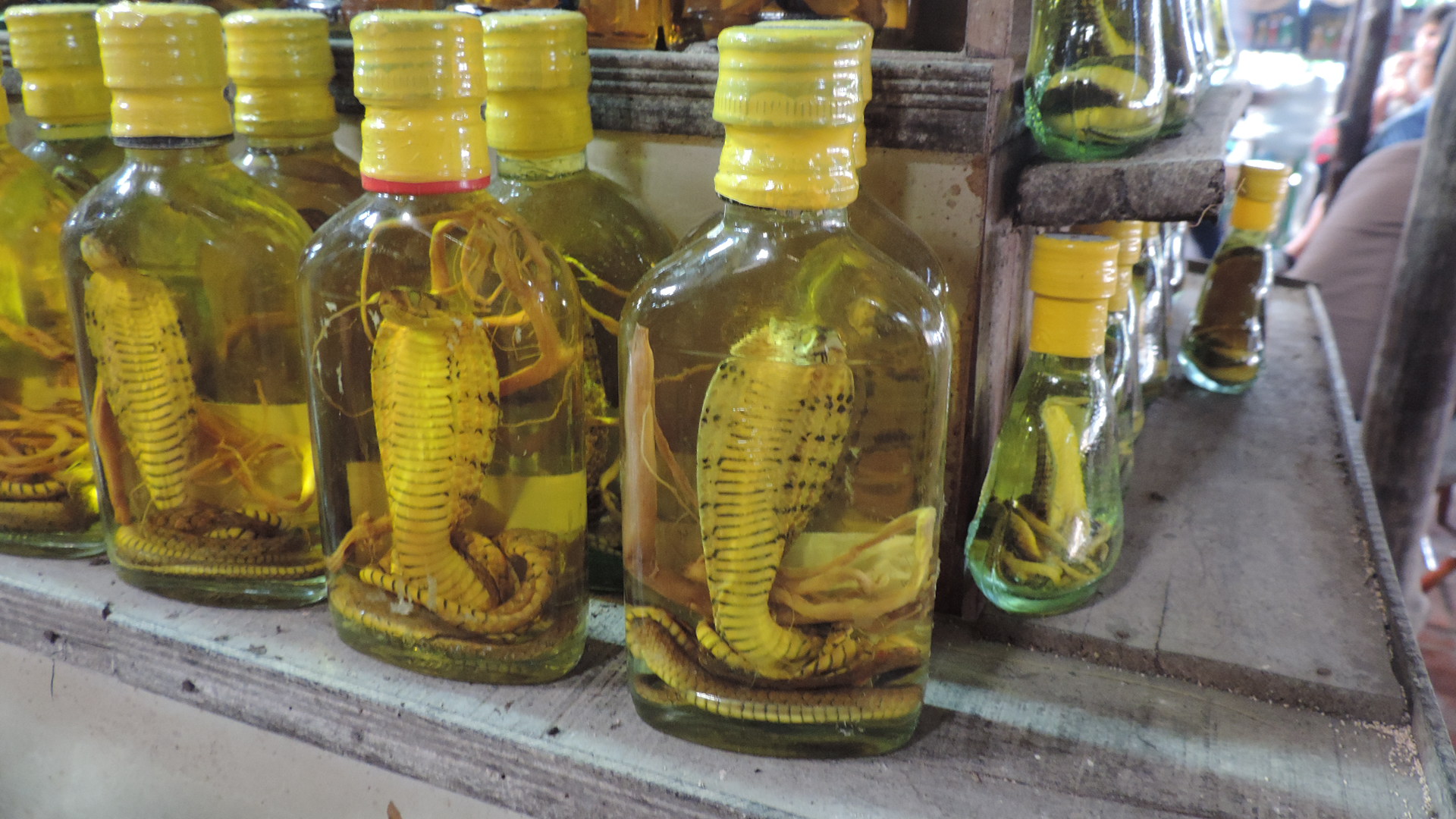 snake wine