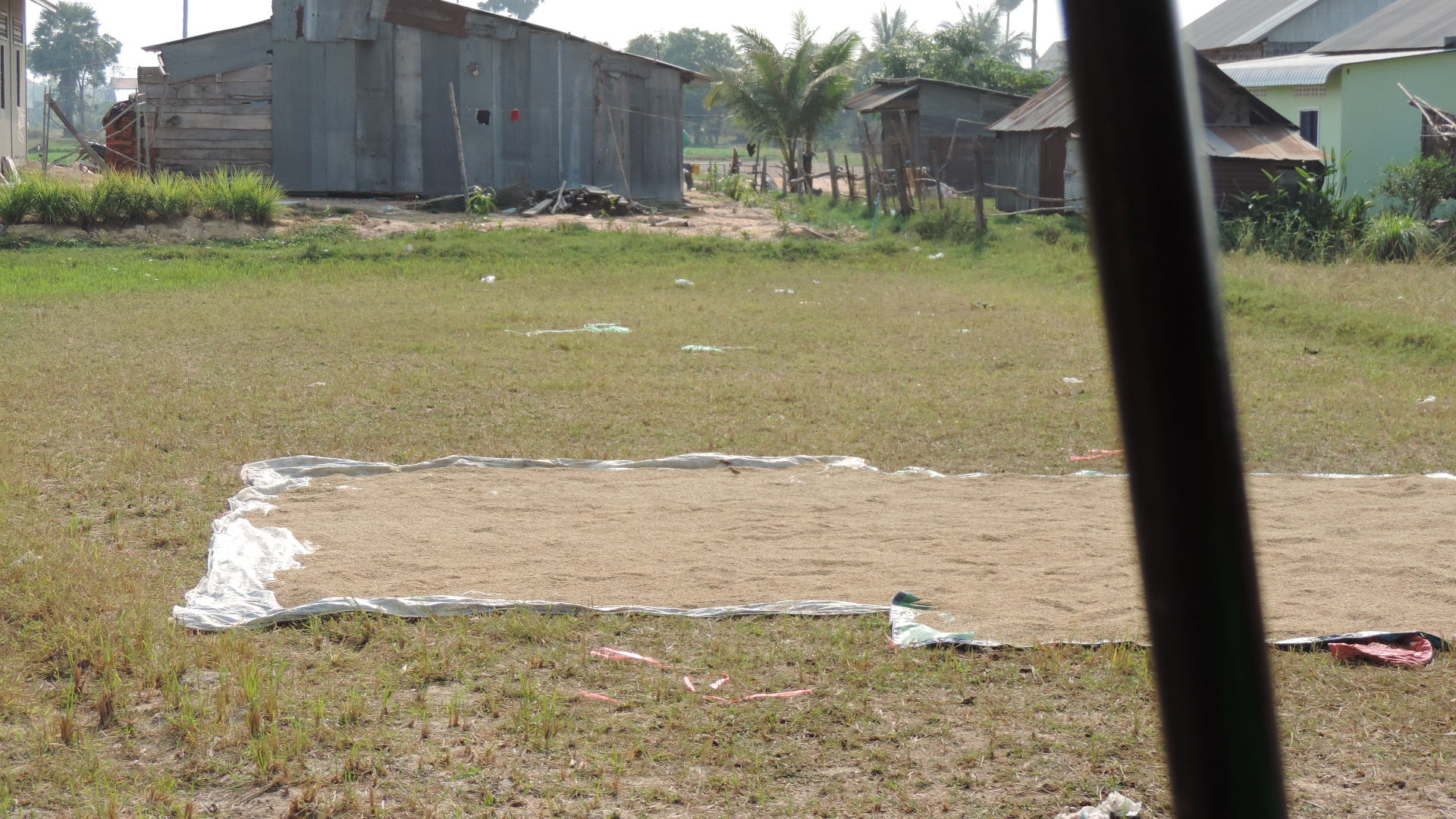 drying seed in the country
