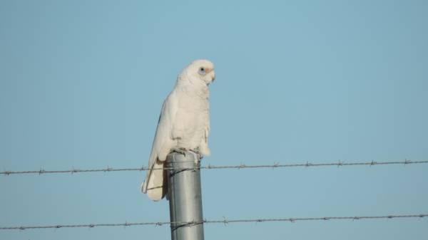 Little Corella