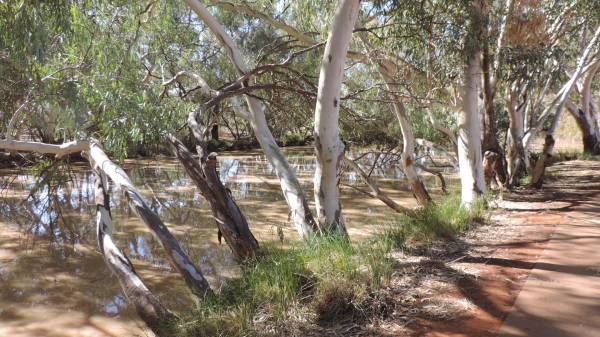 Wallam Creek at Bollon