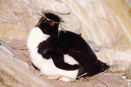Penguin colony on New Island, West Falklands