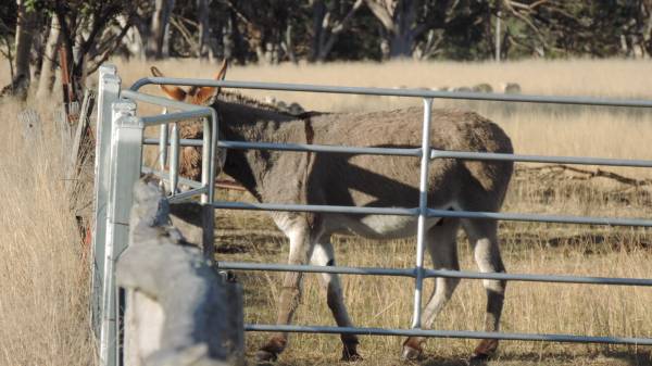 Ballandean homestead pioneer memorial, Southern Downs Region  |   | 