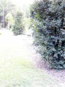 Beerwah Cemetery, City of Caloundra