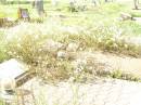 Bell cemetery, Wambo Shire