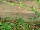 Arthur BRADLEY,
brother,
died 21 August 1905;
Bell cemetery, Wambo Shire