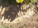 William John SLATTER,
died 26-9-83 aged 77 years;
Gleneagle Catholic cemetery, Beaudesert Shire
