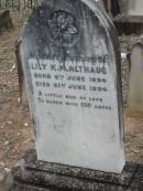 Lily K.M. ALTHAUS,
born 6 June 1894 died 21 June 1894;
Haigslea Lawn Cemetery, Ipswich
