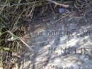 Marie Dorathee Wilhelmine HENSLIEN,
born 13 March 1833 died 16 July 1909;
HoyaBoonah Baptist Cemetery, Boonah Shire