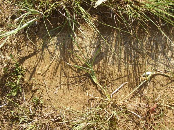 Tibby SANDEMAN?;  | Maroon General Cemetery, Boonah Shire  | 