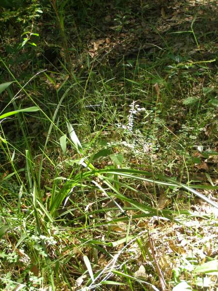 North Tumbulgum cemetery, New South Wales  | 