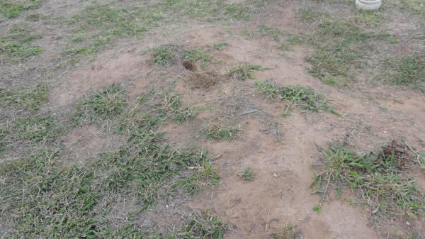   | Peak Downs Memorial Cemetery / Capella Cemetery  | 