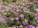 Little purple flowers growing by the roadside after recent rain, between Goondiwindi and St George, Queensland  