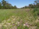 Little purple flowers growing by the roadside after recent rain, between Goondiwindi and St George, Queensland  