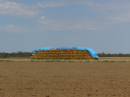 Hay in field, between Goondiwindi and St George, Queensland 