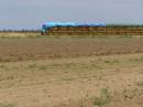 Hay in field, between Goondiwindi and St George, Queensland 