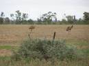 Emus, between St George and Dirranbandi, Queensland 