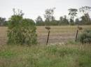 Emus, between St George and Dirranbandi, Queensland 