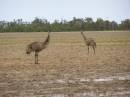 Emus, between St George and Dirranbandi, Queensland 