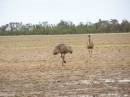 Emus, between St George and Dirranbandi, Queensland 