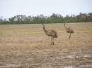 Emus, between St George and Dirranbandi, Queensland 