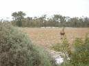 Emus, between St George and Dirranbandi, Queensland 
