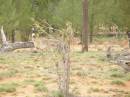 Emu, between St George and Dirranbandi, Queensland 