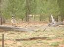 Emu, between St George and Dirranbandi, Queensland 