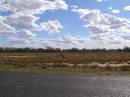 Emus and chicks, between Lightning Ridge and Walgett, New South Wales 