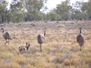 Emus and chicks, between Lightning Ridge and Walgett, New South Wales 