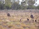 Emus and chicks, between Lightning Ridge and Walgett, New South Wales 