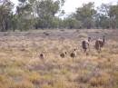 Emus and chicks, between Lightning Ridge and Walgett, New South Wales 