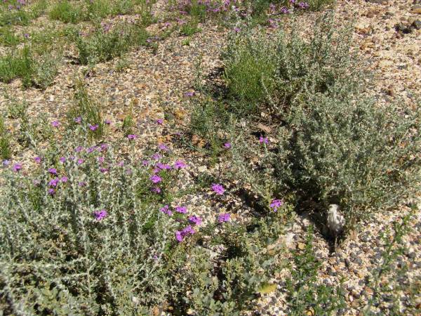 Little purple flowers growing by the roadside  | after recent rain,  | between Goondiwindi and St George, Queensland  |   | 