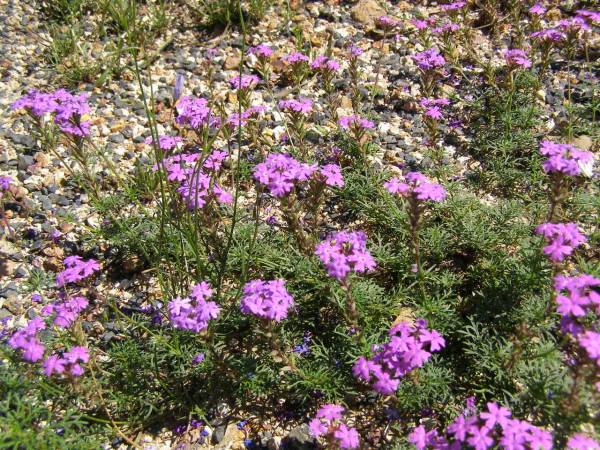 Little purple flowers growing by the roadside  | after recent rain,  | between Goondiwindi and St George, Queensland  |   | 