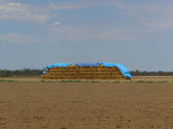 Hay in field,  | between Goondiwindi and St George, Queensland  | 