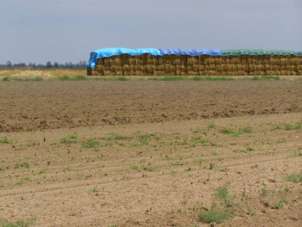 Hay in field,  | between Goondiwindi and St George, Queensland  | 