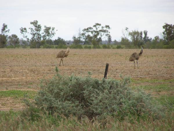 Emus,  | between St George and Dirranbandi,  | Queensland  | 