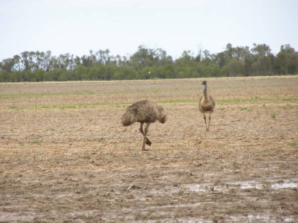 Emus,  | between St George and Dirranbandi,  | Queensland  | 